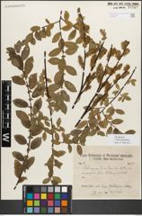 Foto von Salix myrsinifolia Salisb.